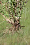 Caucasian bluestem